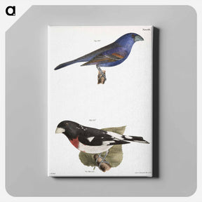 アートパネル-The Blue Grosbeak (Coccoborus ceruleus)  The Rose-breasted Grosbeak (Coccoborus ludovicianus) - ニューヨークの動物学 Canvas.