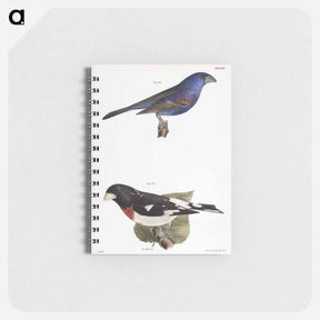 アートメモ帳-The Blue Grosbeak (Coccoborus ceruleus)  The Rose-breasted Grosbeak (Coccoborus ludovicianus) - ニューヨークの動物学 Memo.