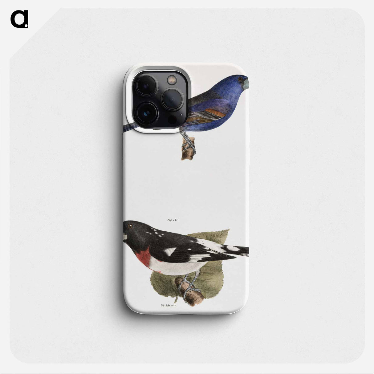 The Blue Grosbeak (Coccoborus ceruleus)  The Rose-breasted Grosbeak (Coccoborus ludovicianus) - ニューヨークの動物学 Phone Case.