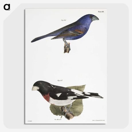 1-56_Zoology-of-New-York_picture-crop