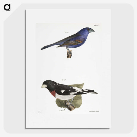 1-56_Zoology-of-New-York_picture
