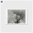 アートポストカード-Tree Set 3 - アルフレッド スティーグリッツ Postcard.