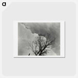 アートポストカード-Tree Set 3 - アルフレッド スティーグリッツ Postcard.