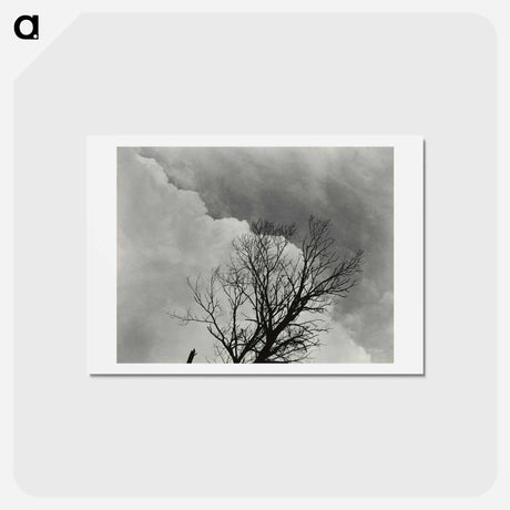 アートポストカード-Tree Set 3 - アルフレッド スティーグリッツ Postcard.