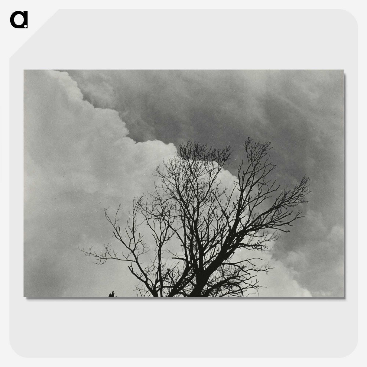 1-57_Alfred-Stieglitz_picture-crop