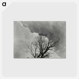 アートポストカード-Tree Set 3 - アルフレッド スティーグリッツ Postcard.