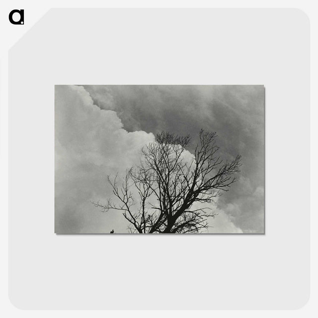 1-57_Alfred-Stieglitz_postcard