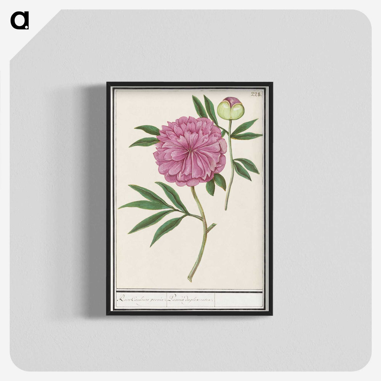 1-57_Anselmus-Boetius-de-Boodt_blk-crop