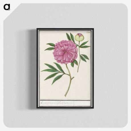 1-57_Anselmus-Boetius-de-Boodt_blk-crop