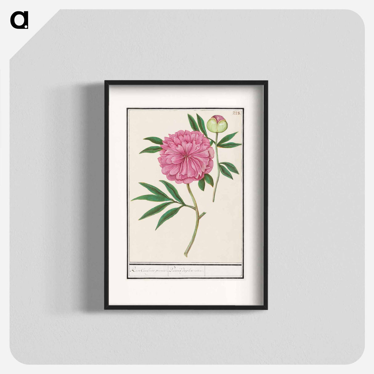 Peony, Paeonia - アンセルムス ボエティウス デ ブート Poster.
