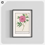 Peony, Paeonia - アンセルムス ボエティウス デ ブート Poster.