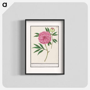 アートポスター-Peony, Paeonia - アンセルムス ボエティウス デ ブート Poster.