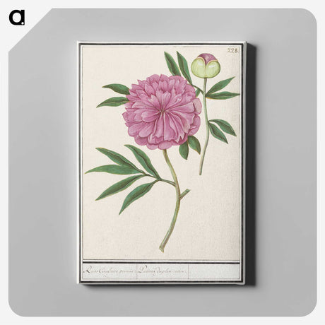 1-57_Anselmus-Boetius-de-Boodt_canvas
