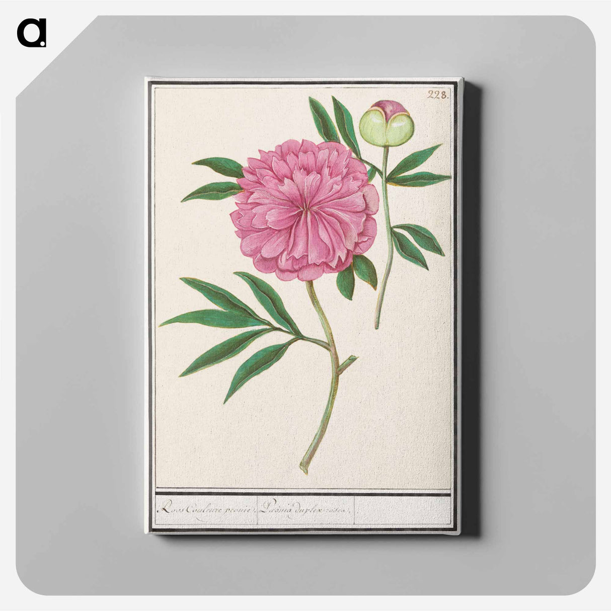Peony, Paeonia - アンセルムス ボエティウス デ ブート Canvas.
