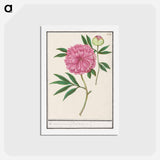 Peony, Paeonia - アンセルムス ボエティウス デ ブート Postcard.