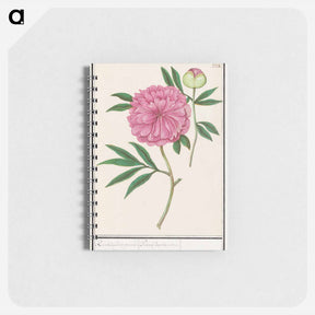 アートメモ帳-Peony, Paeonia - アンセルムス ボエティウス デ ブート Memo.