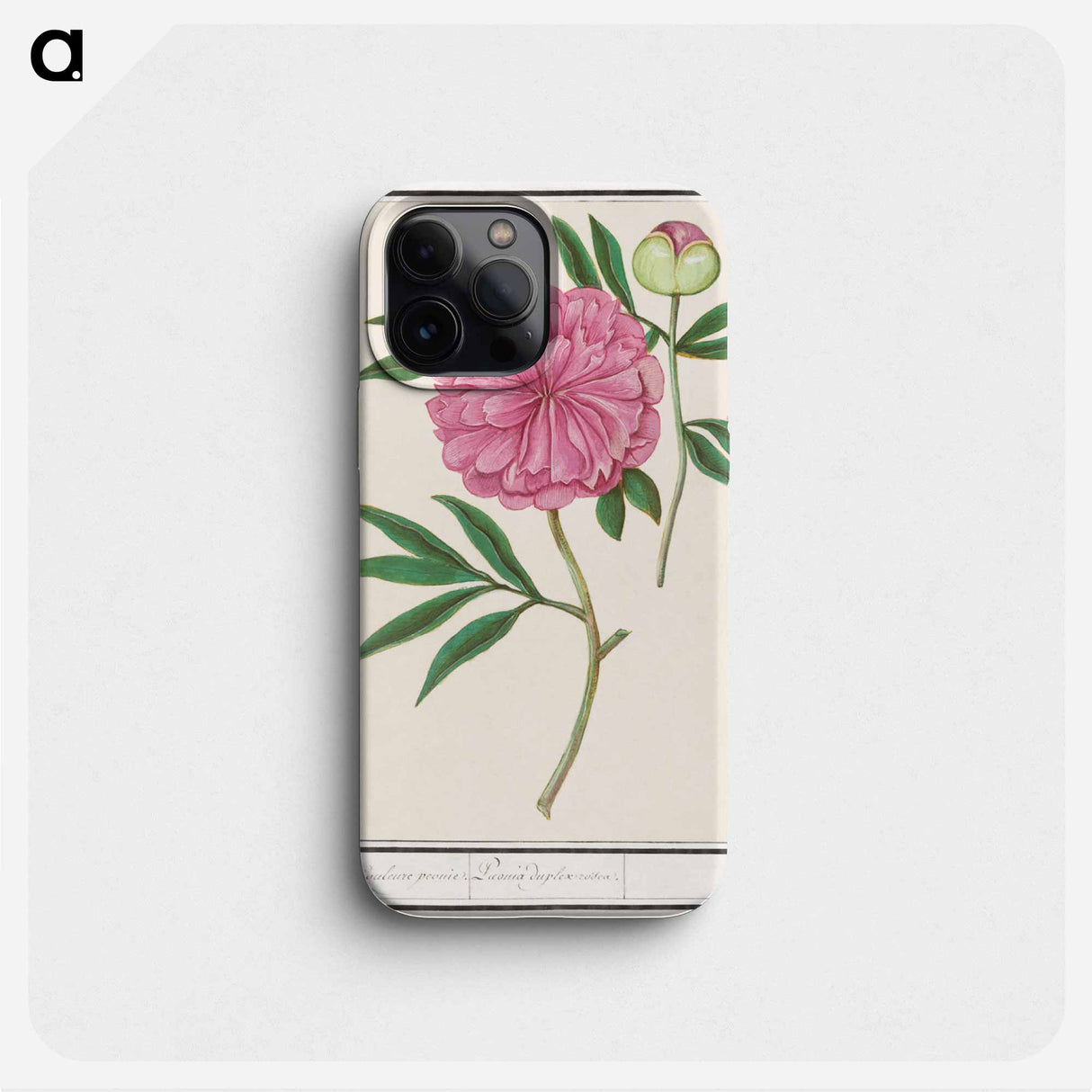 Peony, Paeonia - アンセルムス ボエティウス デ ブート Phone Case.