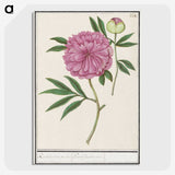 1-57_Anselmus-Boetius-de-Boodt_picture-crop