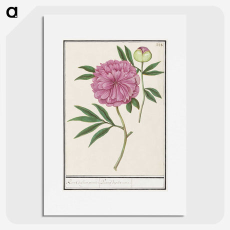 1-57_Anselmus-Boetius-de-Boodt_picture