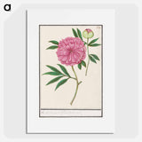 Peony, Paeonia - アンセルムス ボエティウス デ ブート Poster.