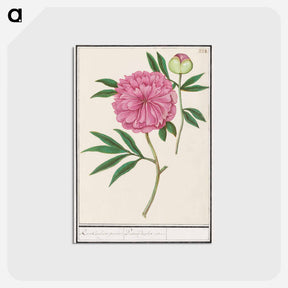 アートポストカード-Peony, Paeonia - アンセルムス ボエティウス デ ブート Postcard.