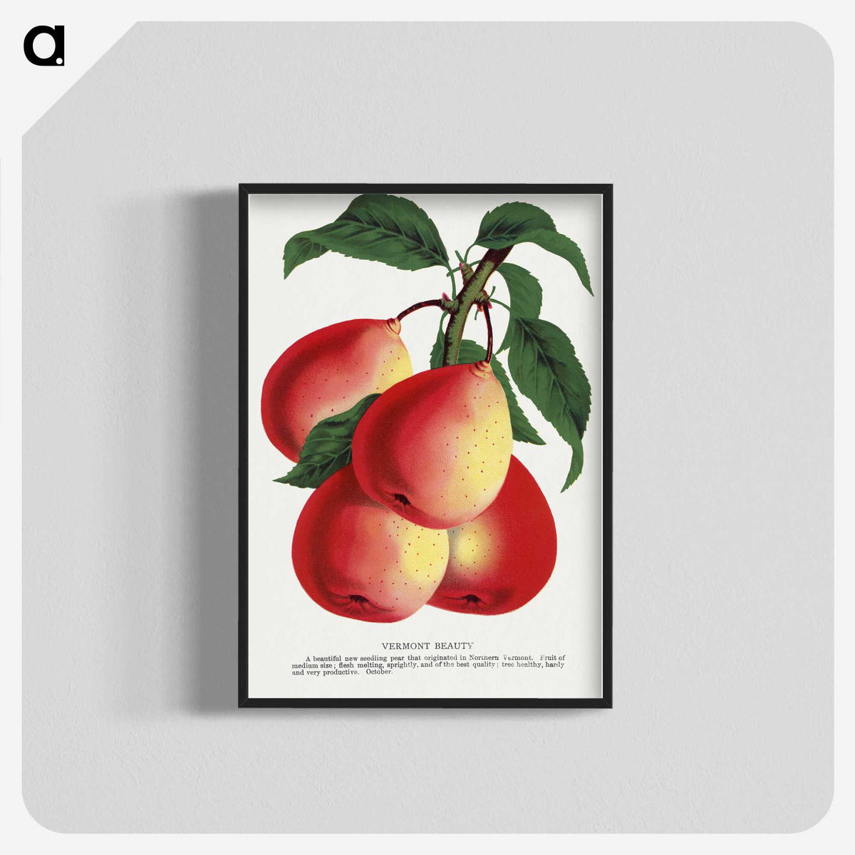 1-57_Botanical-Specimen-Plates_blk-crop