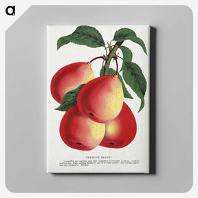 1-57_Botanical-Specimen-Plates_canvas