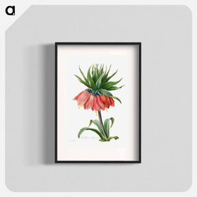 アートポスター-Crown Imperial Fritillary
 - クリーブランド美術館 Poster.