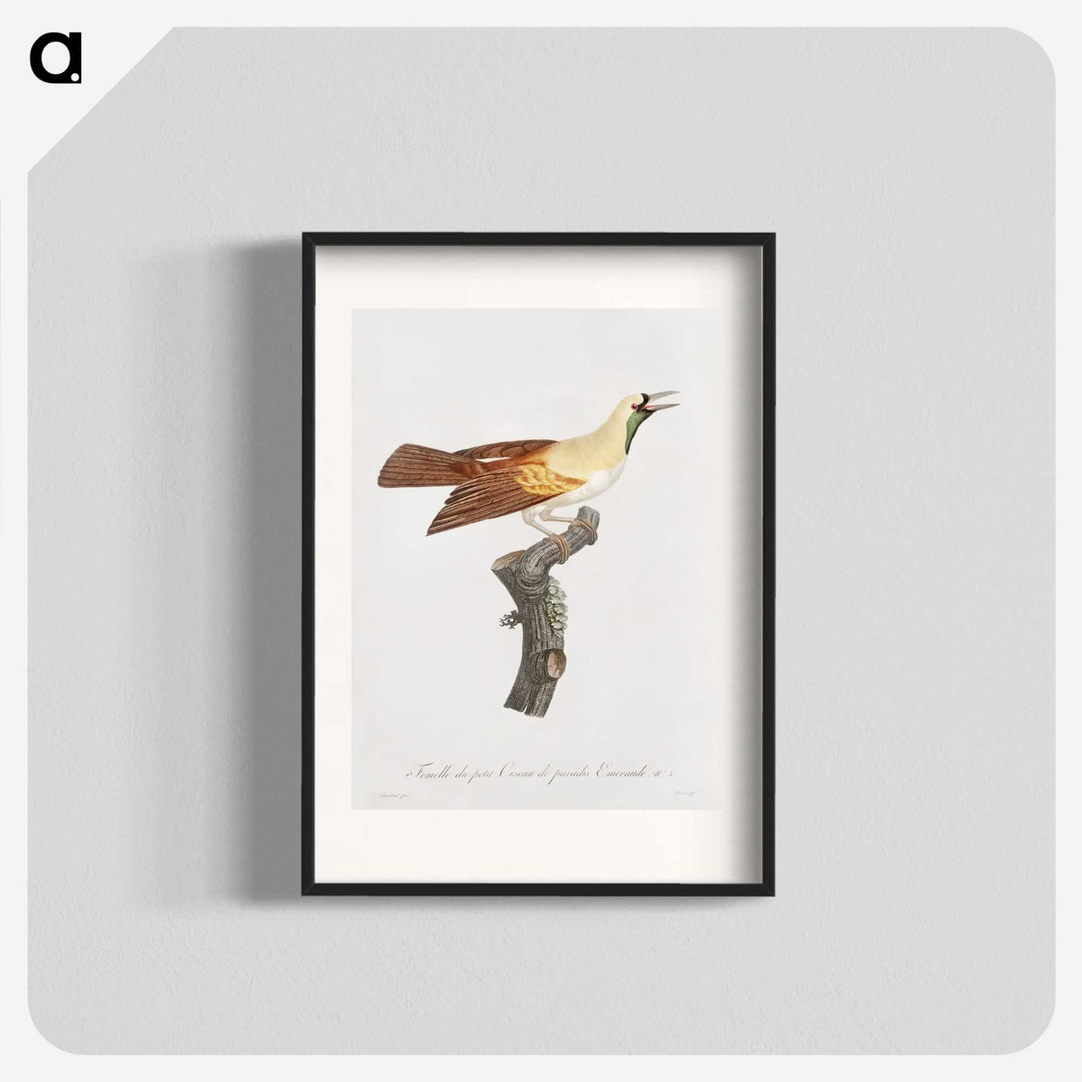 1-57_Des-Oiseaux-de-Paradis_blk