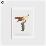 1-57_Des-Oiseaux-de-Paradis_hagaki