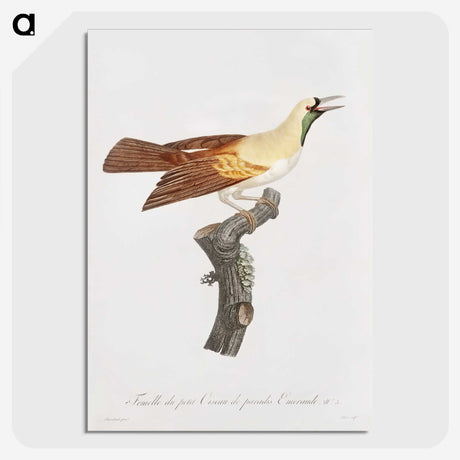 1-57_Des-Oiseaux-de-Paradis_picture-crop