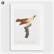 1-57_Des-Oiseaux-de-Paradis_picture