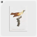 1-57_Des-Oiseaux-de-Paradis_postcard