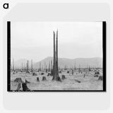 1-57_Dorothea-Lange_picture-crop