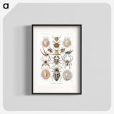 1-57_Ernst-Haeckel_blk