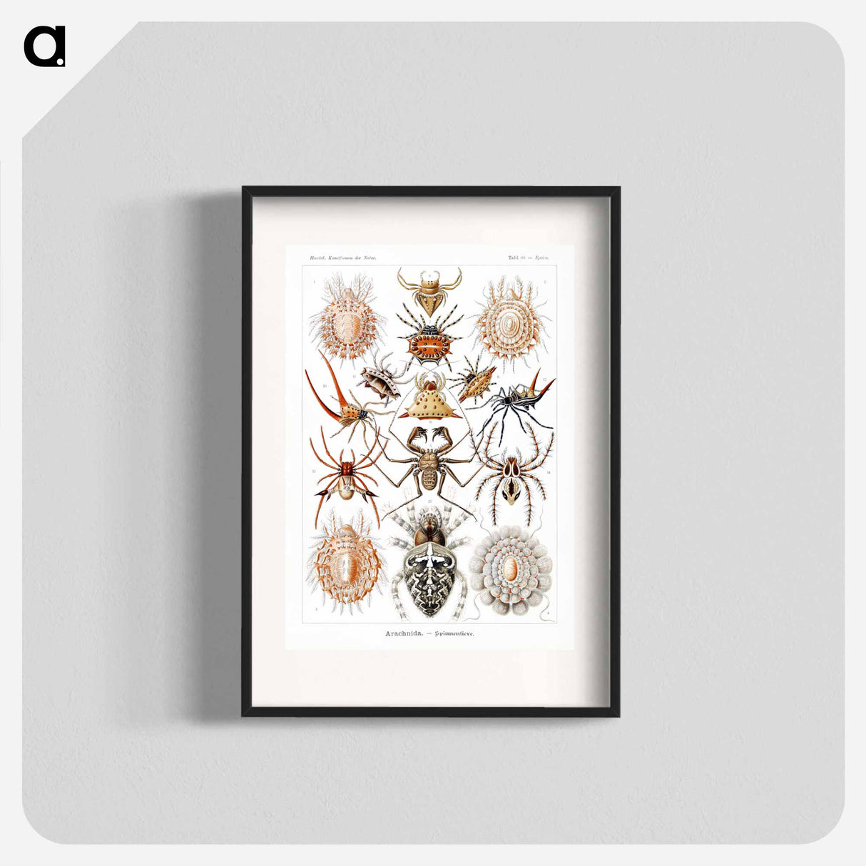 Arachnida–Spinnentiere from Kunstformen der Natur - エルンスト ヘッケル Poster.