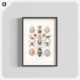 Arachnida–Spinnentiere from Kunstformen der Natur - エルンスト ヘッケル Poster.