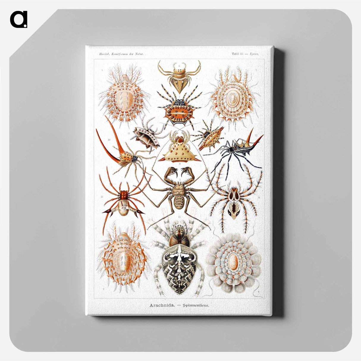 Arachnida–Spinnentiere from Kunstformen der Natur - エルンスト ヘッケル Canvas.