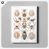 Arachnida–Spinnentiere from Kunstformen der Natur - エルンスト ヘッケル Canvas.