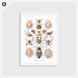 アートポストカード-Arachnida–Spinnentiere from Kunstformen der Natur - エルンスト ヘッケル Postcard.