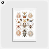 アートポストカード-Arachnida–Spinnentiere from Kunstformen der Natur - エルンスト ヘッケル Postcard.