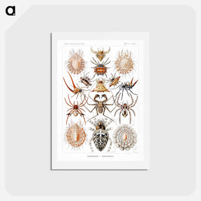 アートポストカード-Arachnida–Spinnentiere from Kunstformen der Natur - エルンスト ヘッケル Postcard.