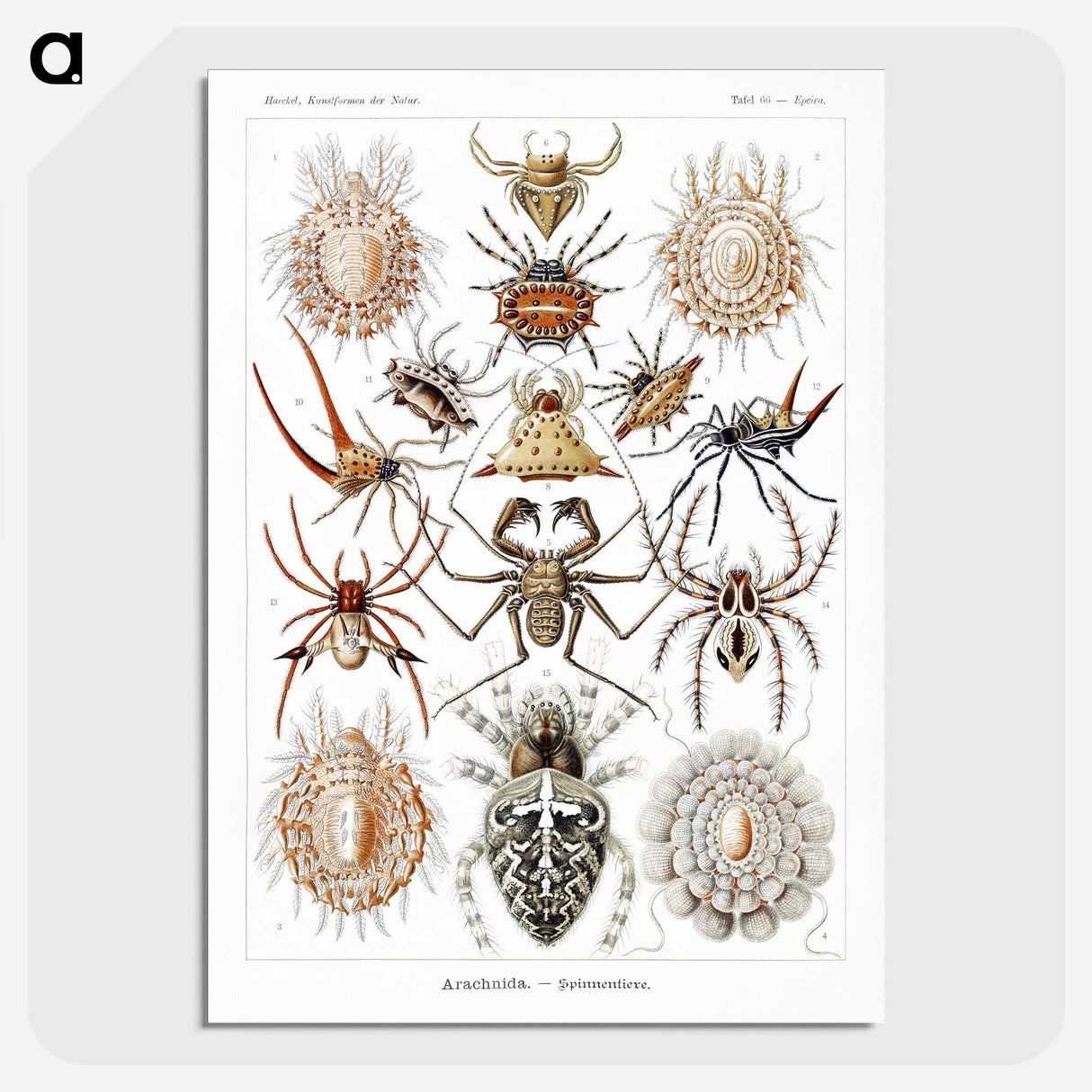 1-57_Ernst-Haeckel_picture-crop
