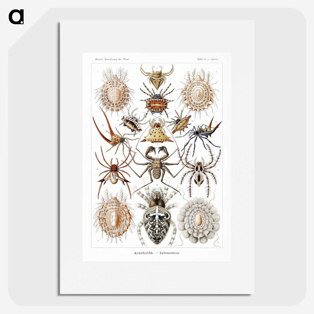 1-57_Ernst-Haeckel_picture