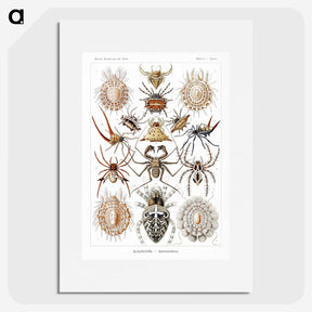 1-57_Ernst-Haeckel_picture