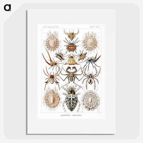 1-57_Ernst-Haeckel_picture