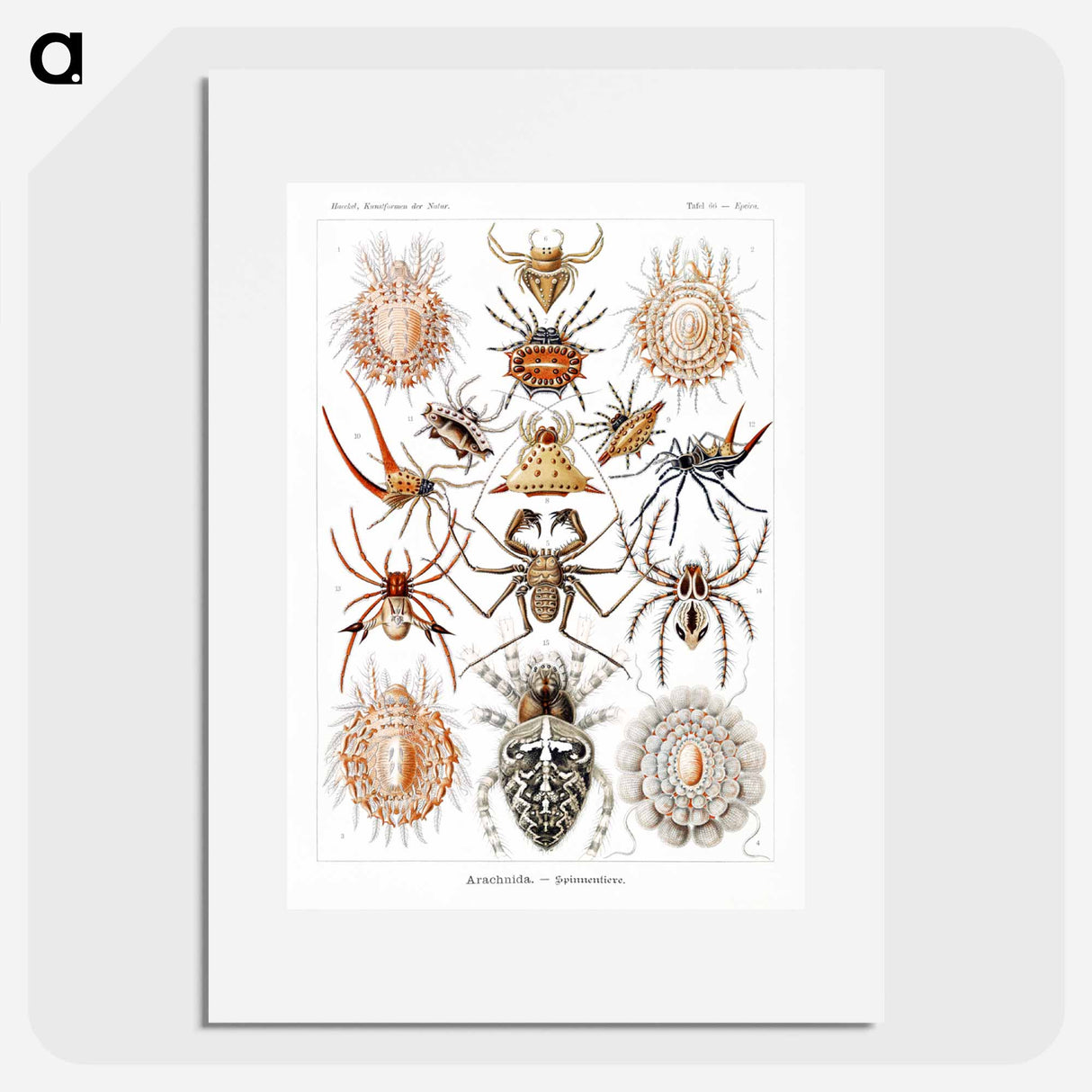 Arachnida–Spinnentiere from Kunstformen der Natur - エルンスト ヘッケル Poster.