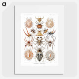 Arachnida–Spinnentiere from Kunstformen der Natur - エルンスト ヘッケル Poster.