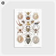 1-57_Ernst-Haeckel_postcard