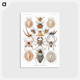 アートポストカード-Arachnida–Spinnentiere from Kunstformen der Natur - エルンスト ヘッケル Postcard.